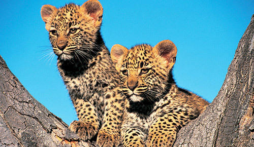 see lion cubs on a family safari in Sabi Sand.