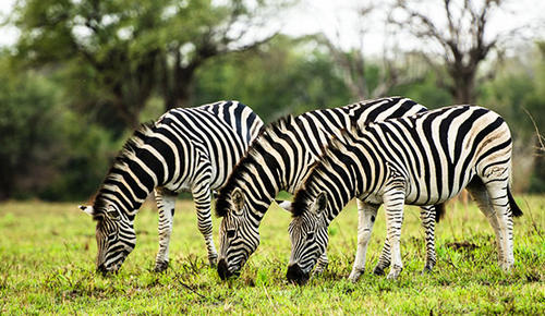 Zebra in Sabi Sand Game Reserve.