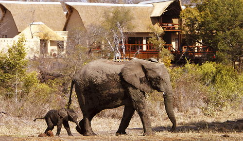  Elephants outside a classic Sabi Sands safari lodge.