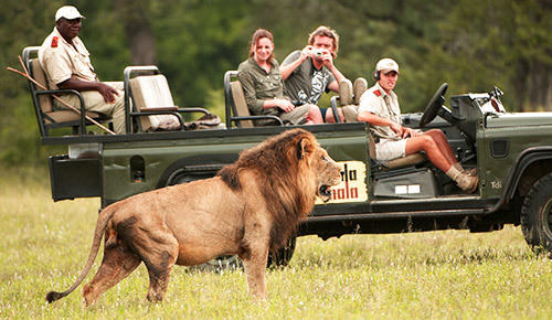 See lion on a game drive in Sabi Sand.