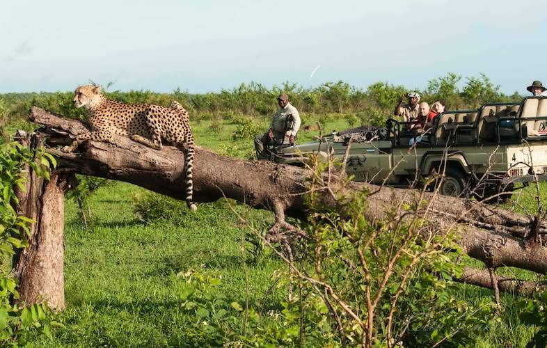 Inyati Game Lodge Safari Activities - Sabi Sands Game Reserve