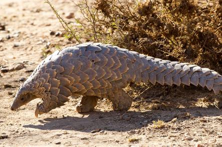 In Search of the Sabie Sands Secret Seven - Pangolin, Aardvark, Serval ...