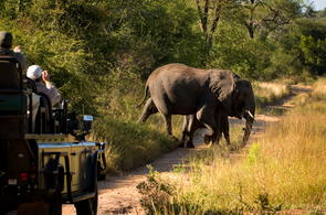 Images of Lion Sands Ivory Lodge - Sabi Sands Game Reserve