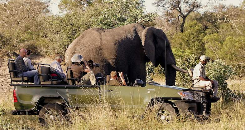 Authentic Kruger Safari in the Sabi Sand Game Reserve