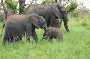 Images of Nottens Bush Camp - Sabi Sand Game Reserve - South African ...