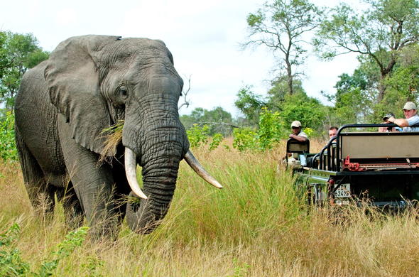 Images of Nottens Bush Camp - Sabi Sand Game Reserve - South African ...