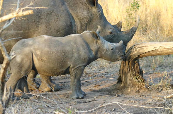 Images of Nottens Bush Camp - Sabi Sand Game Reserve - South African ...