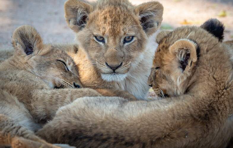 Images of Nottens Bush Camp - Sabi Sand Game Reserve