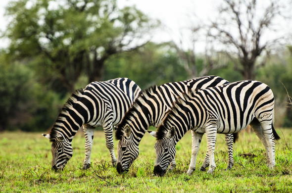 Images of Sabi Sabi Little Bush Camp